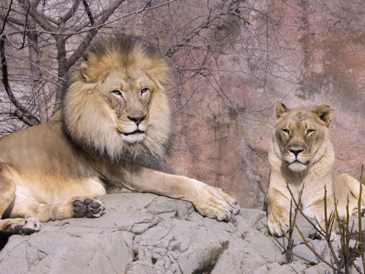 Sacramento Zoo - Lions