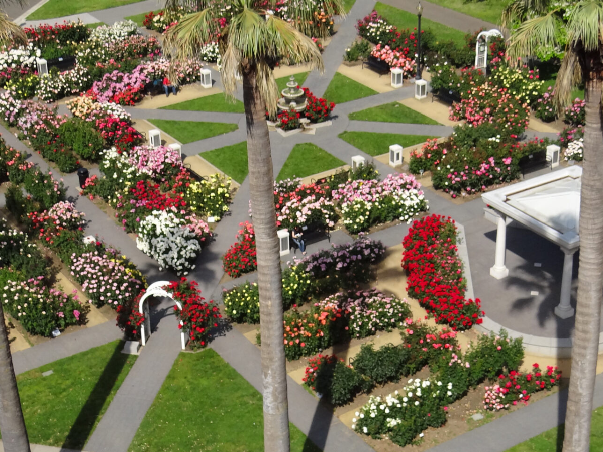 California State Capitol park world peace rose garden