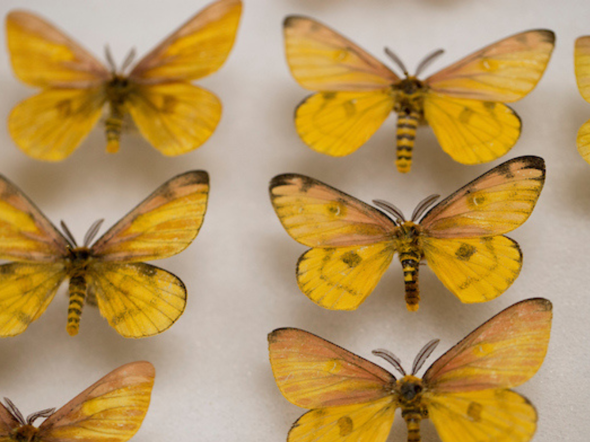 Bohart Museum of Entomology