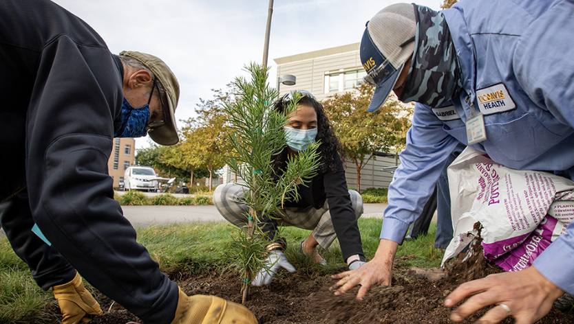 Three people planting a tree together.