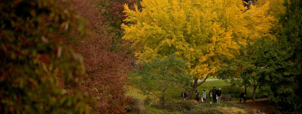 Students walking in the arboretum during the autumn season.