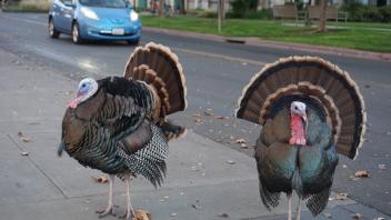 Two brown turkeys standing.